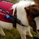 Illustration for article titled Thankfully, You Can Still Bring Your Miniature Horse on a Southwest Flight